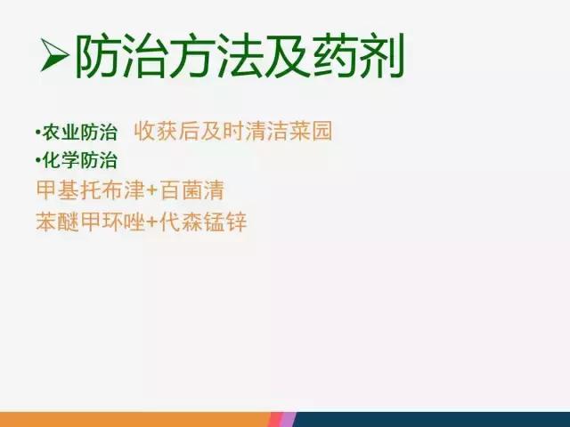 西红柿“十四大”病害症状和解决方案