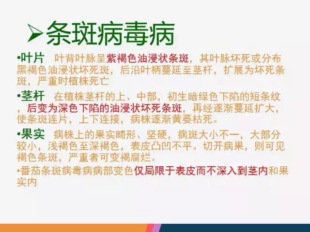 西红柿“十四大”病害症状和解决方案