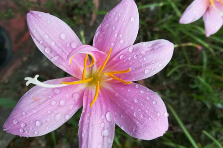 风雨兰怎么养(风雨兰怎么养才能开花)