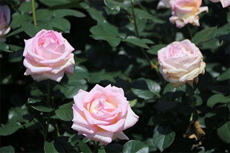 玫瑰花怎么种植(玫瑰花怎么种植方法图解)