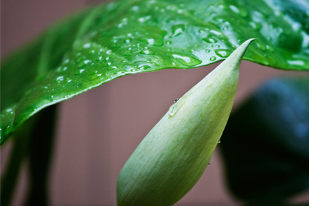 滴水观音如何浇水(滴水观音开花什么兆头)