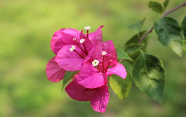 三角梅控水和促花方法(三角梅控水和施肥怎么进行)