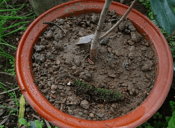 茶花如何上盆(茶花上盆最好方法)