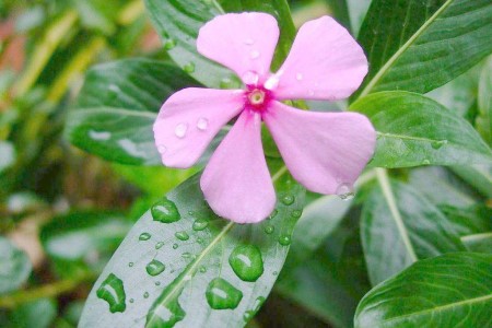 长春花夏天怎么种植(长春花是多年生还是一年生)