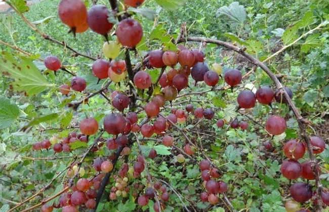 灯笼果的种植条件(灯笼果的种植条件是什么)