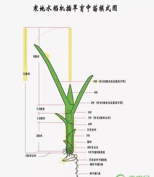 水稻精确定量栽培技术