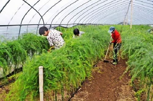 芦笋种植效益