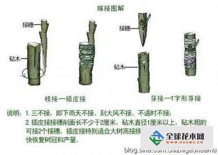 树木嫁接技术