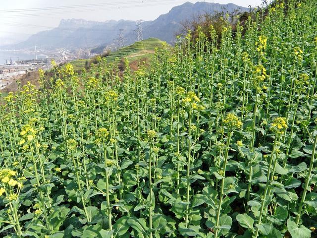 油菜该怎么种