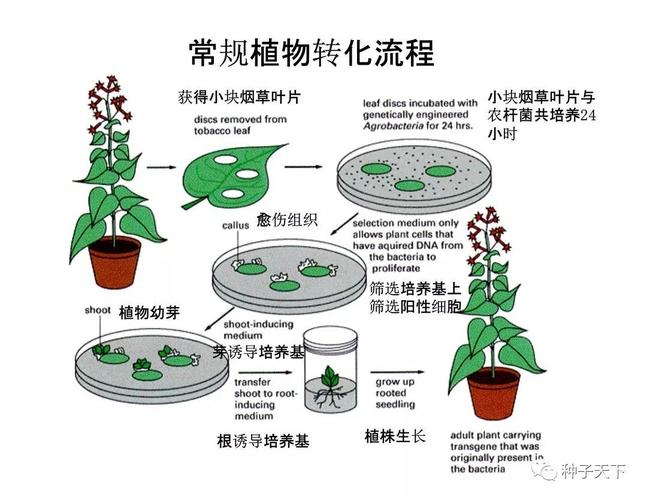 生物技术育种