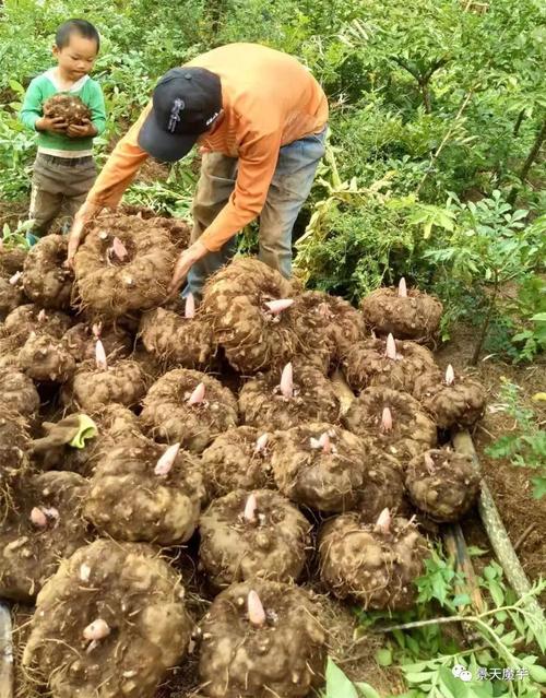 魔芋种植多长时间可以采收