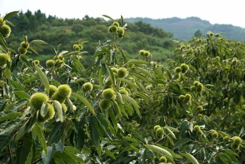 板栗种植技术视频教学