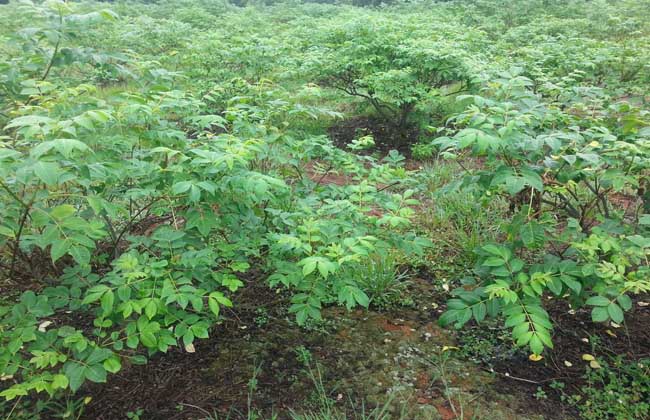 吴茱萸的种植技术视频