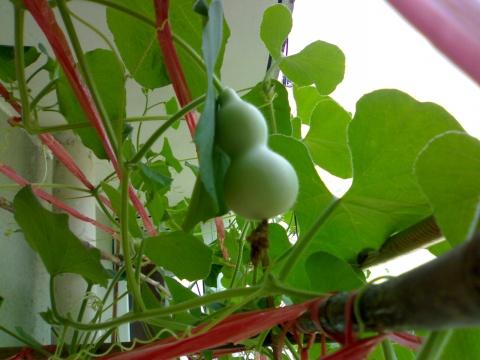 小葫芦种植技术视频(小葫芦种植技术)