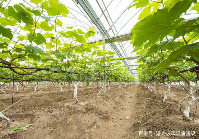 日光温室葡葡种植技术(日光温室辣椒种植技术)