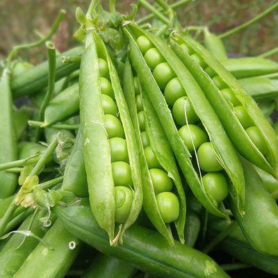 甜脆豌豆种植栽培技术