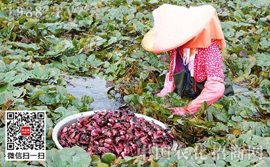 菱角栽培技术要点