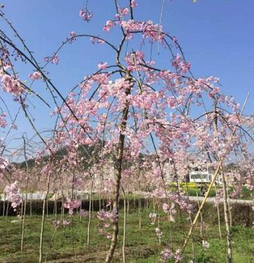 垂枝樱花树