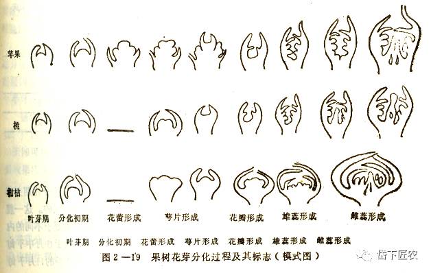 果树物候期详解(果实物候期)