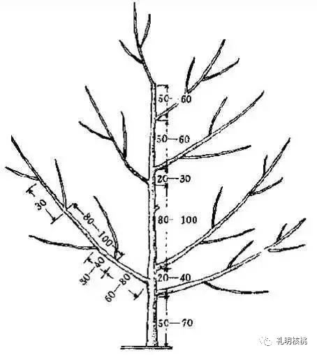 核桃树生理特性及树形解析(下)(核桃树的树形)