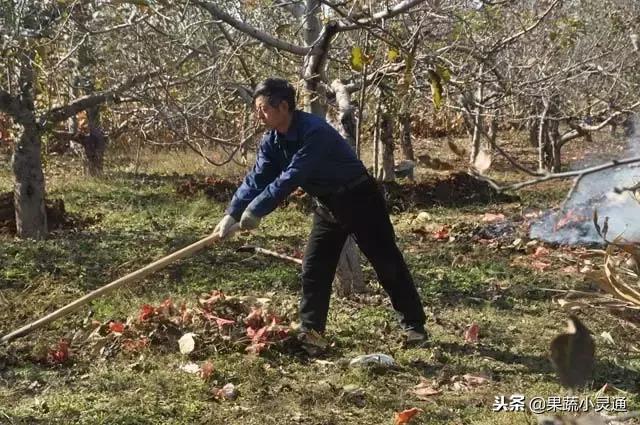 冬季防治果树害虫方法(冬季常见病防治及健康知识)