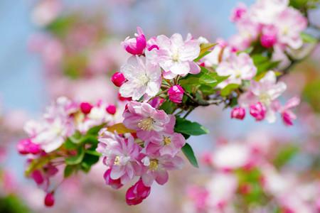 海棠树什么时候开花(海棠树几年开花结果)