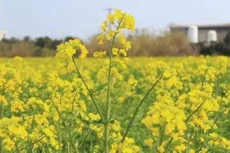 油菜花什么季节开