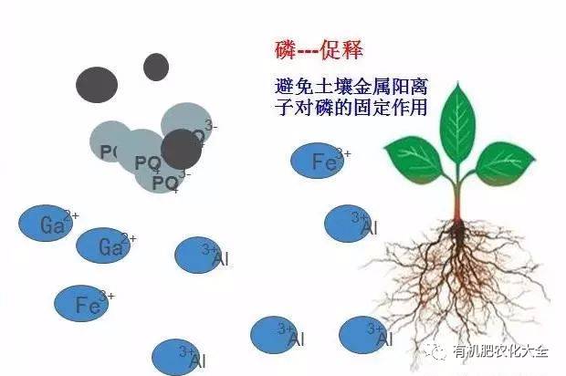 黄腐酸的作用(矿源黄腐酸的功效和作用)