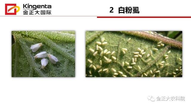 甜瓜植保简介(博洋9号甜瓜简介)