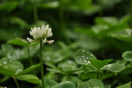 白车轴草盆栽怎么种植(白车轴草植物)