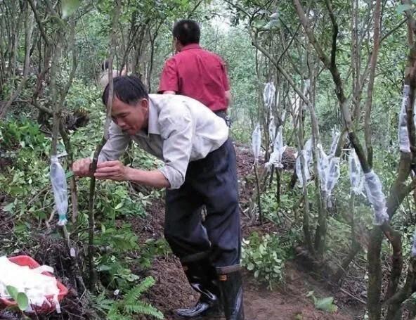 油茶树高位嫁接什么时间好(田林老油茶树嫁接时间视频)