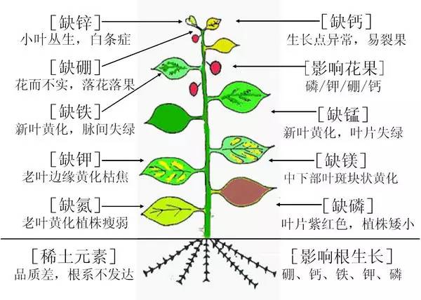 作物缺素典型症状图(作物缺素症的症状及表现)