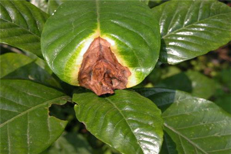 栀子花叶子边缘干枯、发黑解决办法(栀子花叶片边缘发黑焦枯是什么原因)