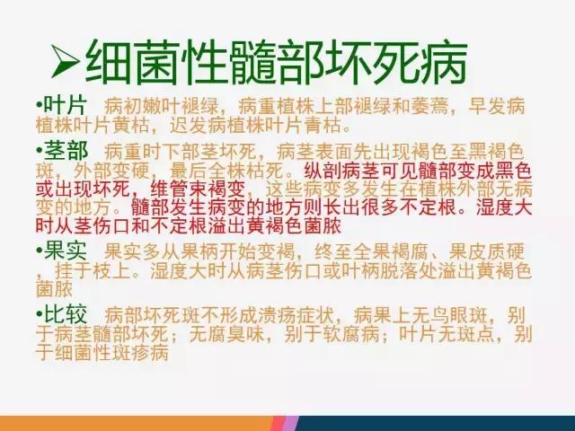 西红柿“十四大”病害症状和解决方案