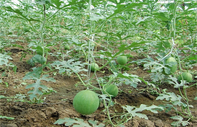 西瓜种植要要注意些什么(种植西瓜要注意什么)