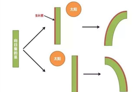 向日葵为什么向着太阳开(为什么向日葵向着太阳开没有科普的回答)