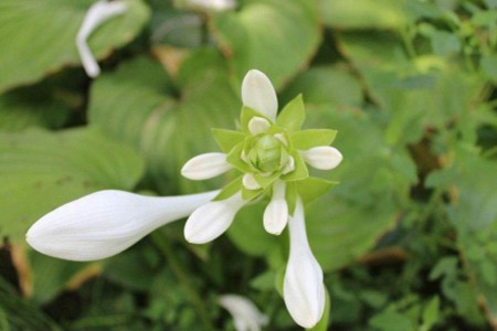 玉簪花春天发芽吗(玉簪花春天怎么养)