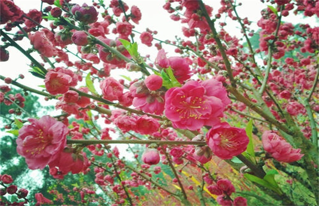 桃树花期的管理技术(桃树花期遇雨怎么办)