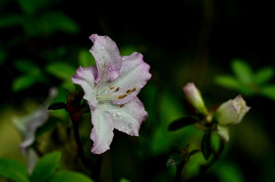 杜鹃花如何浇水(杜鹃花的浇水技巧)