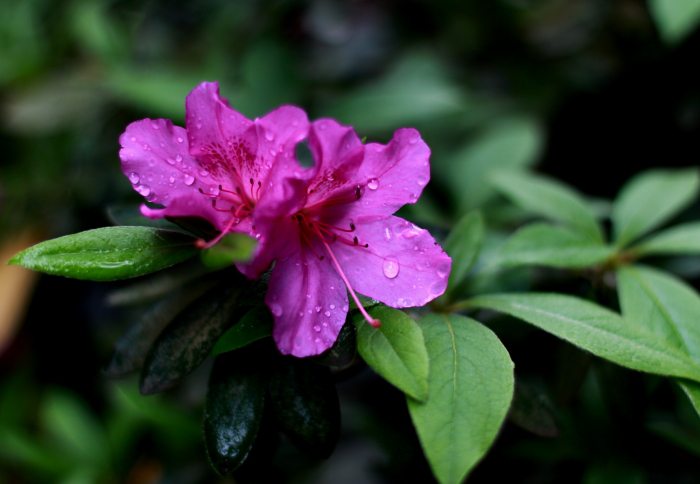 杜鹃花如何浇水(杜鹃花的浇水技巧)