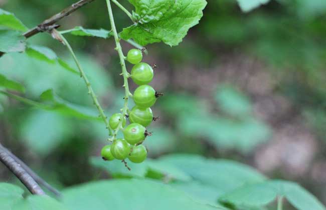 灯笼果的种植条件(灯笼果的种植条件是什么)