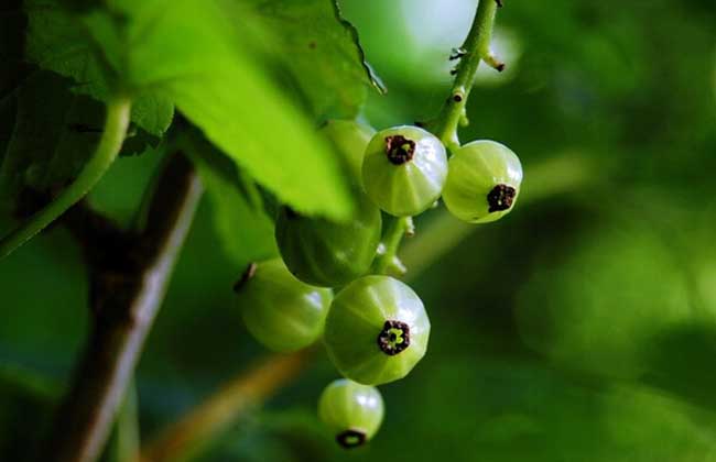 灯笼果的种植条件(灯笼果的种植条件是什么)