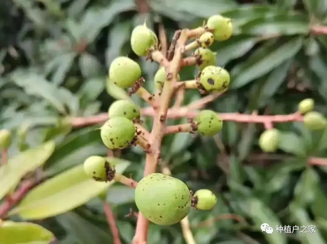 芒果种植5月怎么管理(芒果种植技术与管理教程)