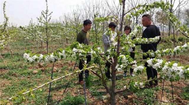 大樱桃园精细管理年历(大樱桃管理技术)