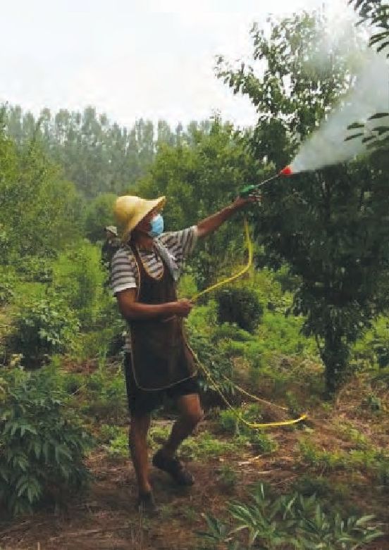 大樱桃园精细管理年历(大樱桃管理技术)