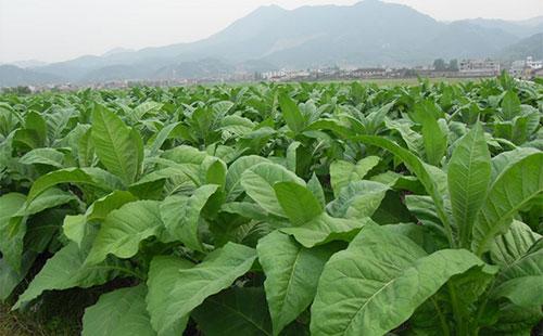 烟草种植需要什么条件