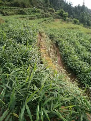 小黄姜种植技术和管理视频