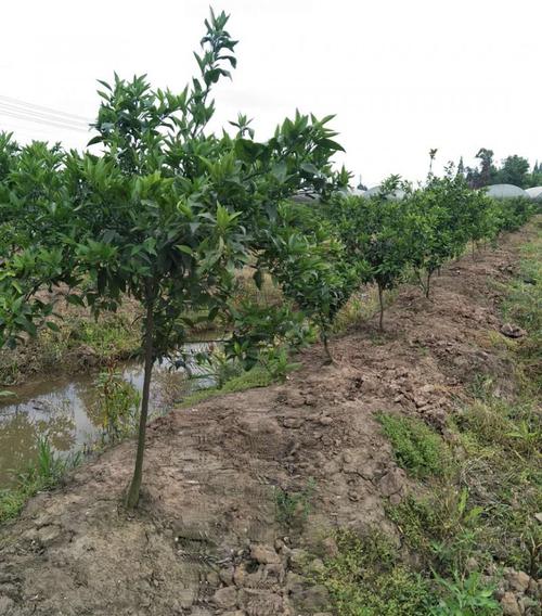 沃柑种植管理