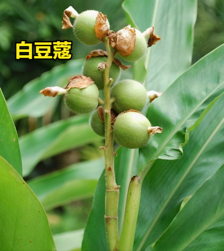 白豆蔻祛湿效果强吗