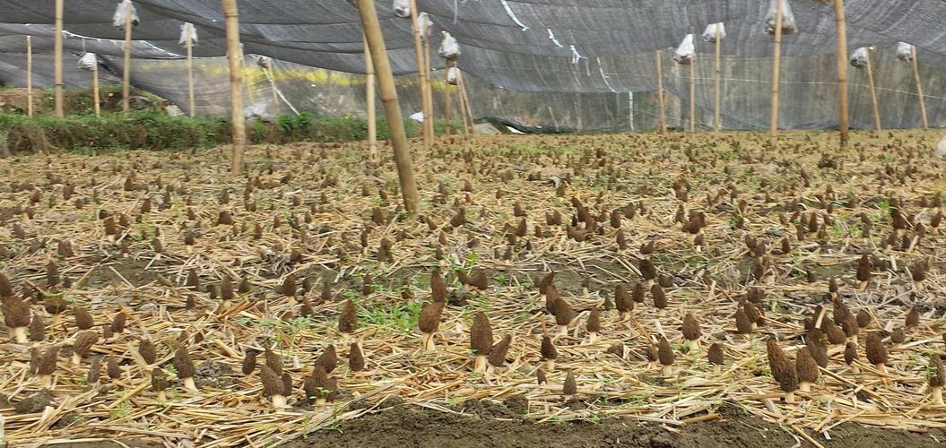 羊肚菌种植土地怎样处理